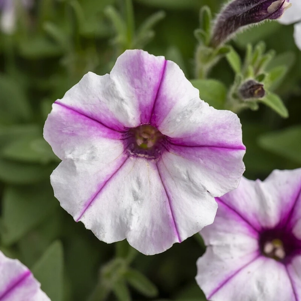 Petunia Bubbles Butterfly – kwiaty